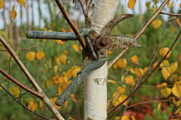 iron, professional, for, pruning, branches, old, rusty, homemade, for gardening, sharp, with a plastic gray handle, an open pruner lies on a wooden birch branch on the street during the day