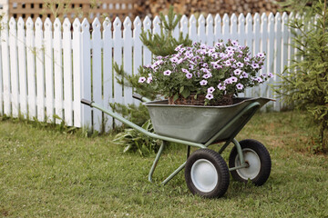 A rustic wheelbarrow filled with a basket of purple petunia flowers on a green lawn near a white...