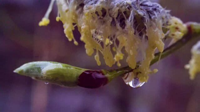 A drop of rain hangs on a spring swollen bud and wet ash flowers