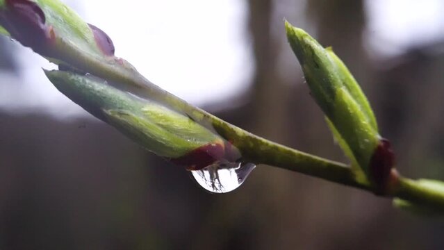 A drop of rain hangs on a spring swollen bud