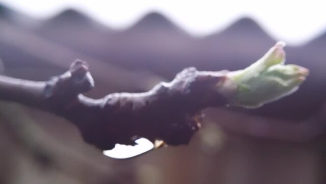 A drop of rain hangs on a spring swollen bud