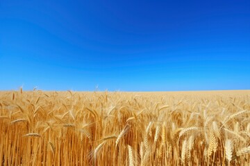 Wheat field under blue sky.