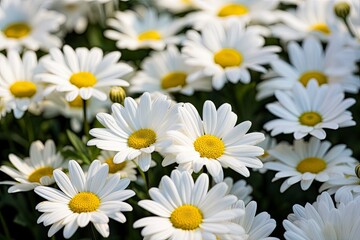 White daisy flowers.