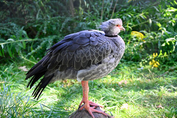 A Southern Screamer standing on a rock