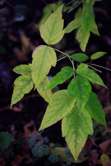 Drops of rain on autumn leaves