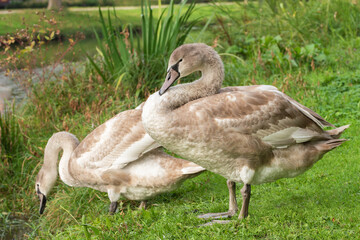 Obraz premium Two young mute swans (Cygnus olor) on a green meadow