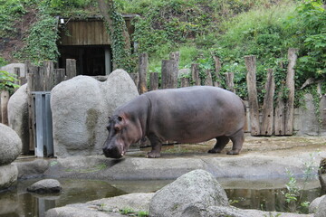 Hippopotamus in the zoo,