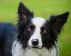 Portrait of border collie playing outside
