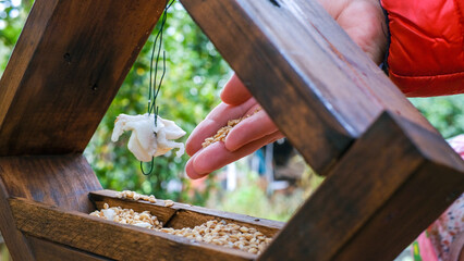 A woman pours millet into a bird feeder. A young woman feeds birds in the autumn garden. - obrazy, fototapety, plakaty