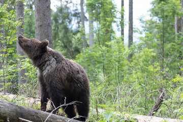 Brown bear walking on fallen tree in spruce forest.