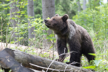 Brown bear walking on fallen tree in spruce forest. - obrazy, fototapety, plakaty