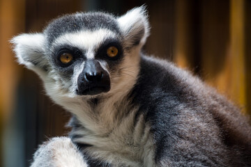 Fototapeta premium Portrait of ring-tailed lemur (Lemur catta)