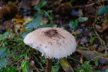 Lépiote , champignon comestible .