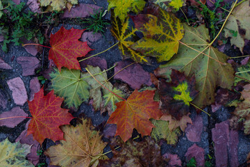 Autumn background: wet asphalt covered with autumn maple leaves, top view