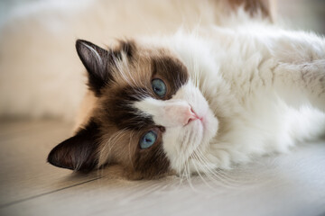 Beautiful young white purebred Ragdoll cat with blue eyes.