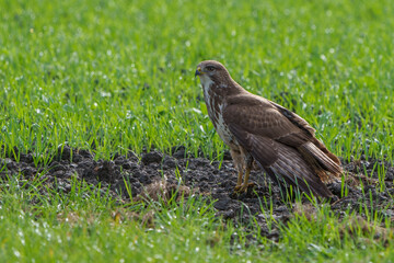 Une buse variable posée au sol au Pays-Bas.