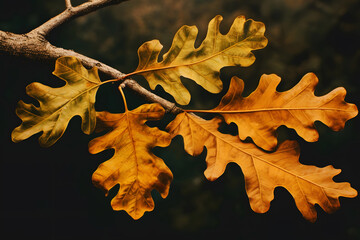 Autumn oak leaves, closeup, fall backdrop,  abstract background
