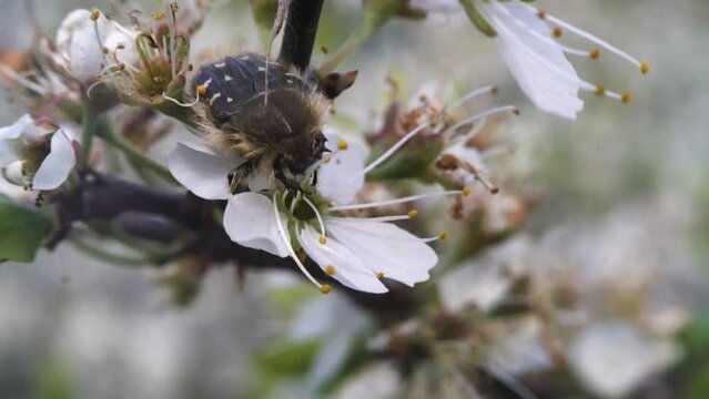 Blossom feeder (Epicometis hirta) on blooming bush of blackthorn (Prunus spinosa) in forest-steppe zone of Ciscaucasia. Feeds on buds and flowers