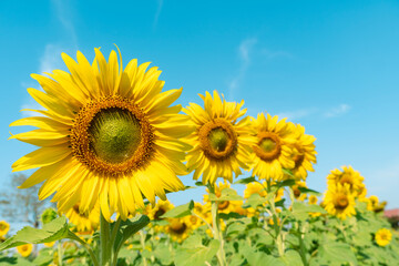 Sunflowers bloom on a sunshine day. summer field, good environmental.