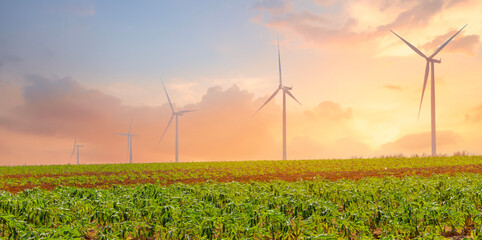 Wind turbine-Renewable energy and agricultural field in the morning