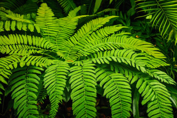 Digital photo of a tropical fern, its delicate fronds glistening with dewdrops, nestled among other plants in a lush rainforest canopy. Wildlife concept of ecological environment