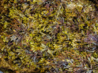 Detail of brown algae (Phaeophyceae) from the Cantabrian Sea (Galicia - Spain) at low tide
