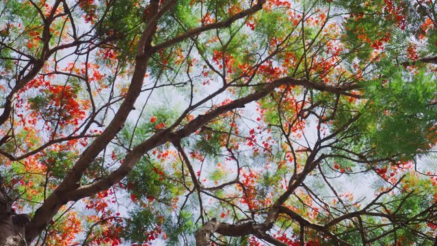 red and green