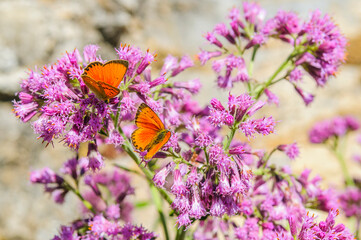 A nightingale wanders in the garden in Palencia, northern Spain