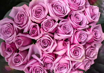 Flower background of pink rose 