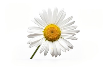 Common daisy isolated on white background.