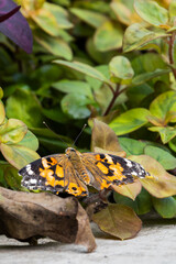 Butterfly resting in a lush garden