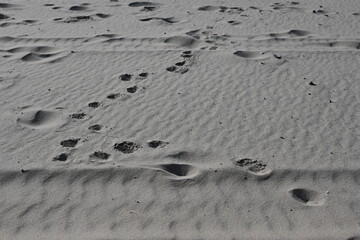 animal tracks on the surface of the sand, footprints in the sand 