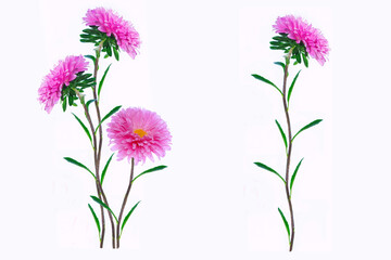 Colorful bright flower aster isolated on white background.