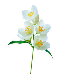 Fototapeta na wymiar branch of jasmine flowers isolated on white background.