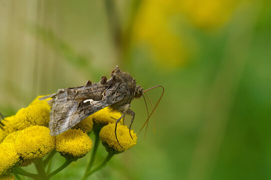 Closeup on the Silver-Y moth, Autographa gamma, sitting on a yellow tansy flower