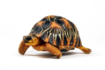 juvenile Radiated tortoise // junge Strahlenschildkröte (Astrochelys radiata)