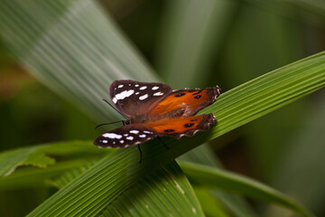 Bush Beauty (Paralethe dendrophilus) 14100