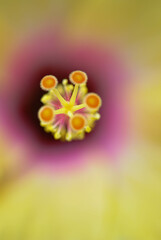 Hibiskus © Nelleke