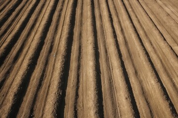 rows of soil for planting