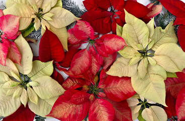 Christmas background. Flowers of red, orange, white poinsettia, branch christmas tree. Texture. Top view, flat lay