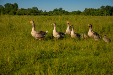 Adult geese with small goslings in the sun walk on a green field.