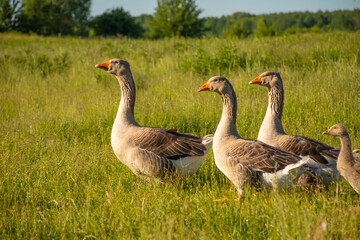 Large geese close-up. Geese on the background of a green field