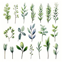 Collection of watercolor herbs clipart on white background.