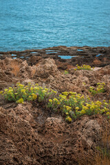 Żółte kwiaty na skale