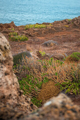 Rośliny między skałami  © Patryk Bednarek