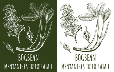 Drawings BOGBEAN. Hand drawn illustration. Latin name MENYANTHES TRIFOLIATA L.