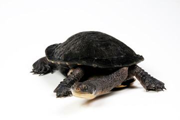 Eastern long-necked turtle // Glattrücken-Schlangenhalsschildkröte (Chelodina longicollis) - obrazy, fototapety, plakaty