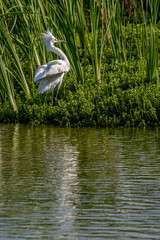 Leonabelle Turnbull Birding Center in Port Aransas, Texas, Gulf of Mexico, nature reserved, swamp, waterfowl, migration, major flyway, bird watching, outdoor, island, travel, tourism, tourist, nature