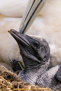 Intimate moment between Northern Gannet chick and parent in Ireland