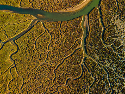 Golden sunlight illuminating winding marshland river